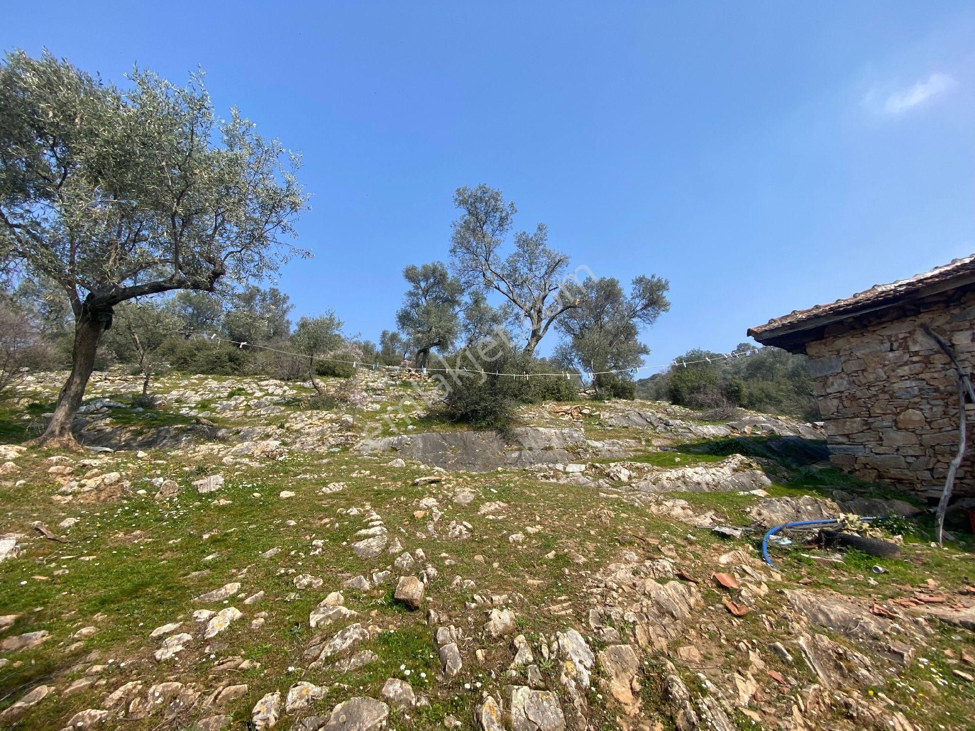 Küçük Menderes'ten Kiraz Çayağzı Mh Satılık Ev, Zeytin Bahçesi - Görsel 7