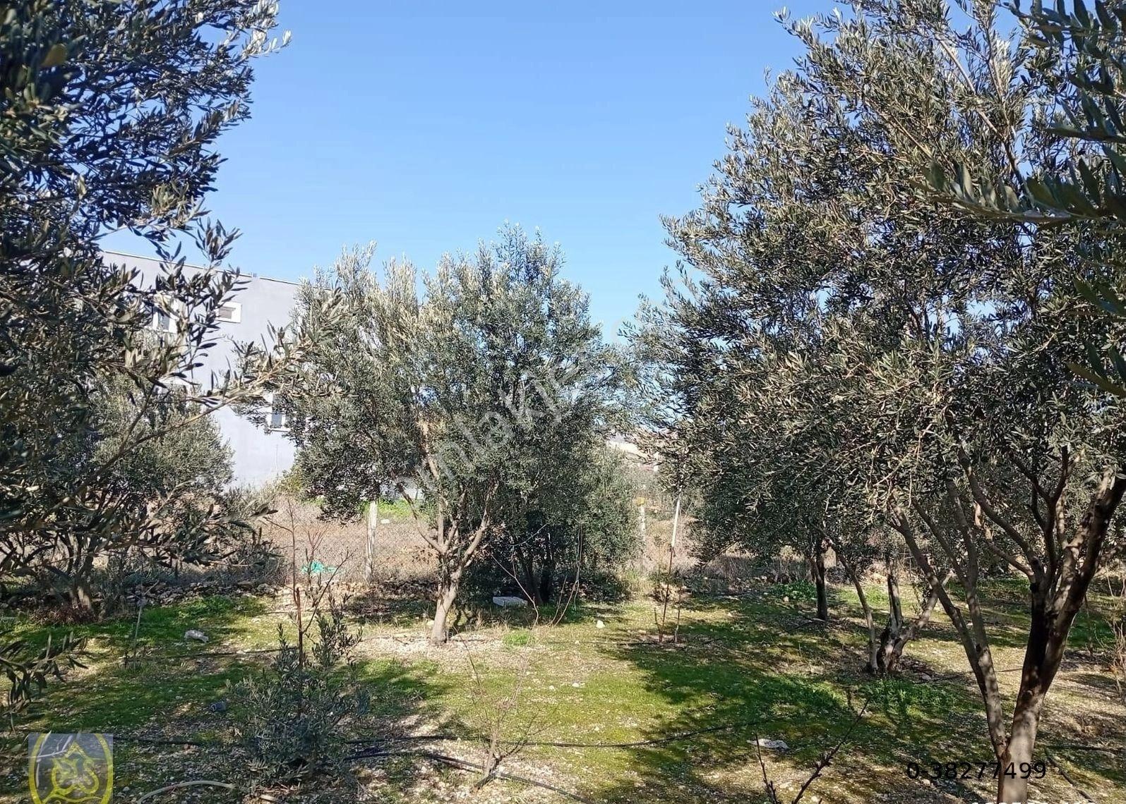 Eysu Karaca'dan Sarayköy İlçesinde Satılık Arsa.. - Görsel 3