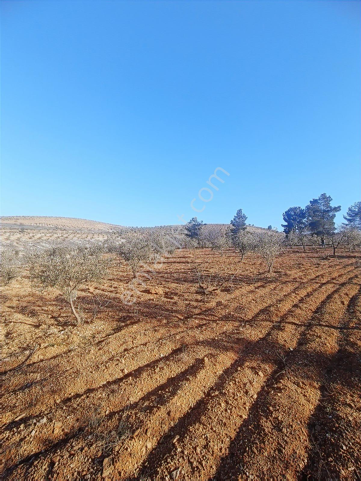 Oğuzeli Subaşın'da Tek Tapu 1237 M2 Bağ Evlik Arazi - Görsel 2