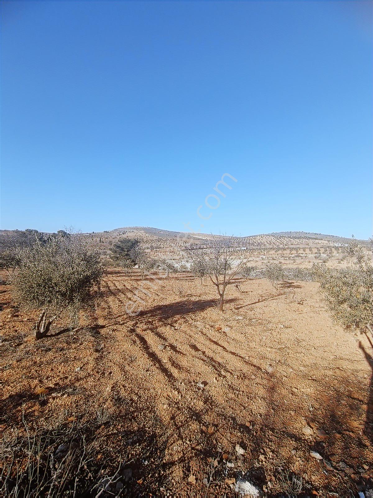 Oğuzeli Subaşın'da Tek Tapu 1237 M2 Bağ Evlik Arazi - Görsel 11