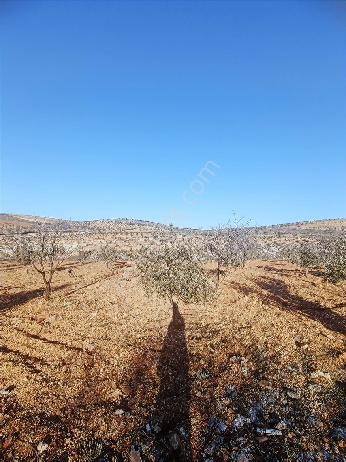 Oğuzeli Subaşın'da Tek Tapu 1237 M2 Bağ Evlik Arazi - Görsel 17
