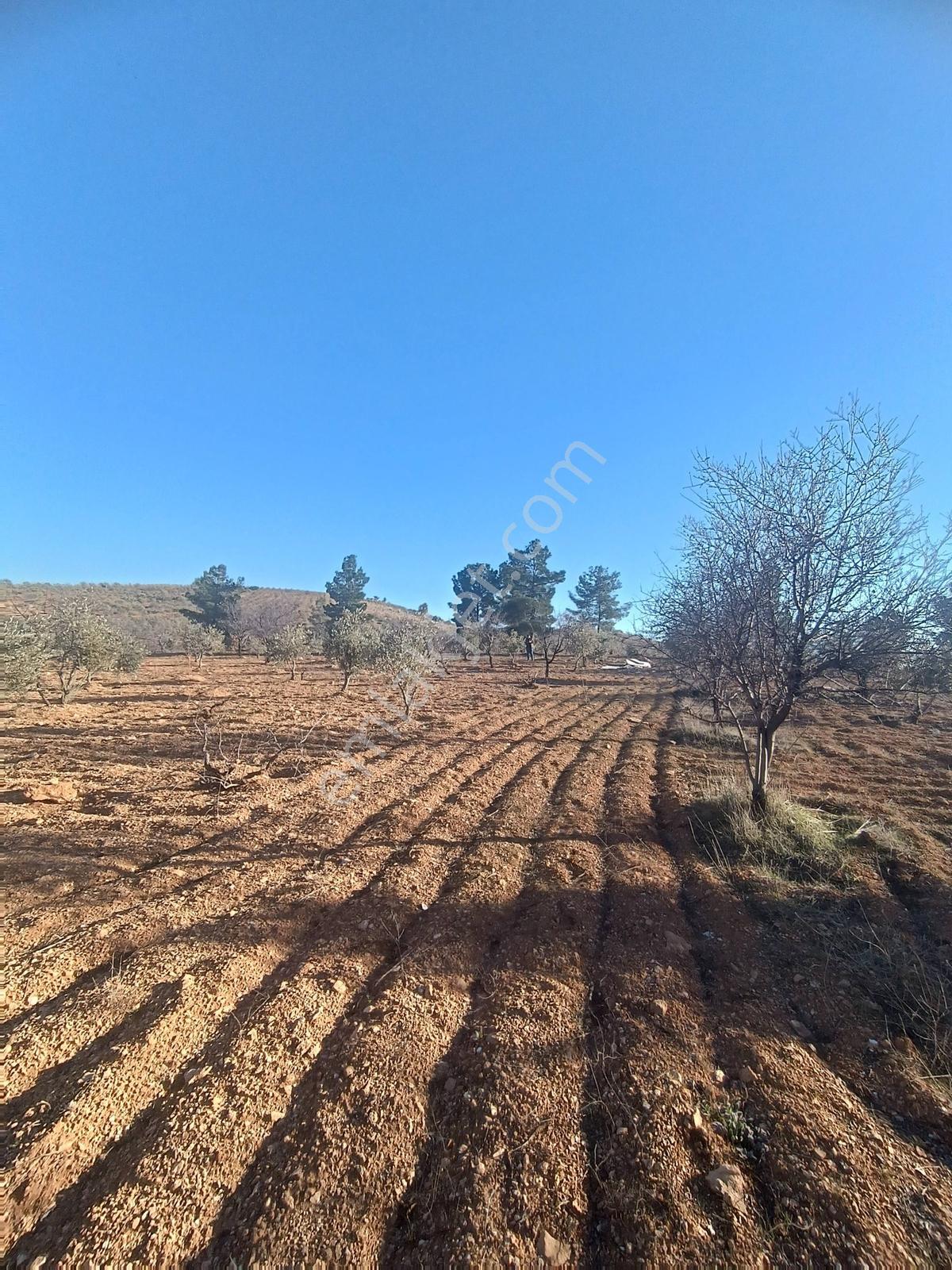 Oğuzeli Subaşın'da Tek Tapu 1237 M2 Bağ Evlik Arazi - Görsel 13