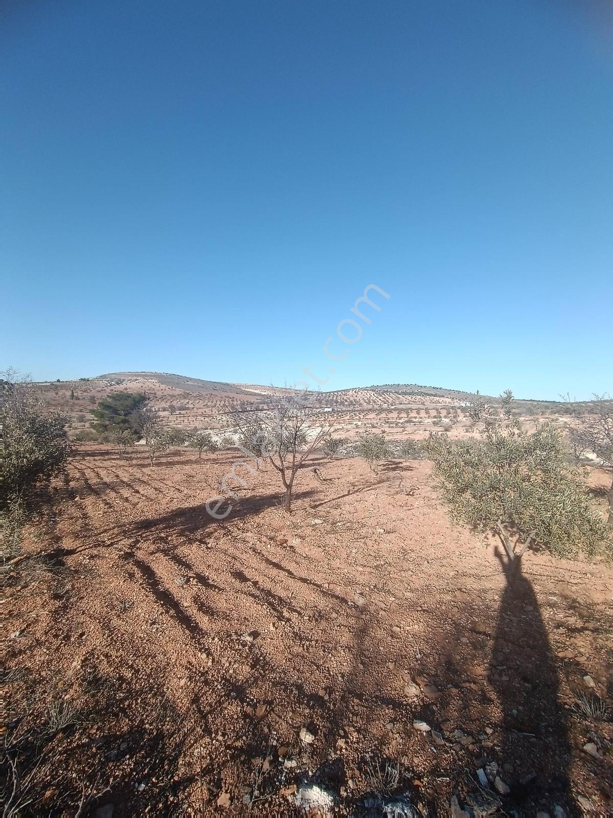 Oğuzeli Subaşın'da Tek Tapu 1237 M2 Bağ Evlik Arazi - Görsel 7