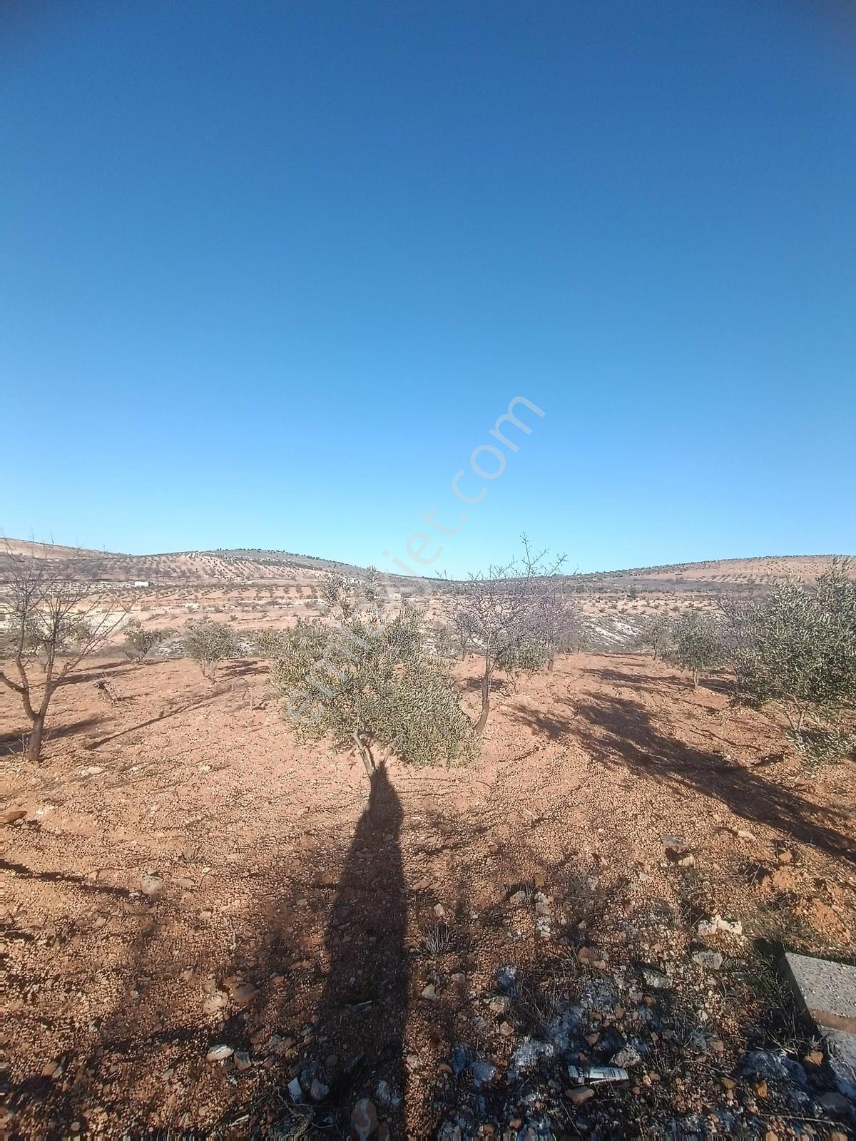 Oğuzeli Subaşın'da Tek Tapu 1237 M2 Bağ Evlik Arazi - Görsel 8