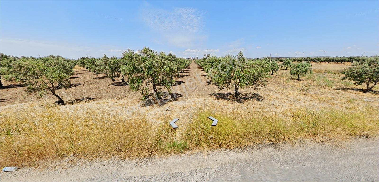 Manisa Akhisarda Satılık 16.826 M² Yatırımlık Arsa - Görsel 4