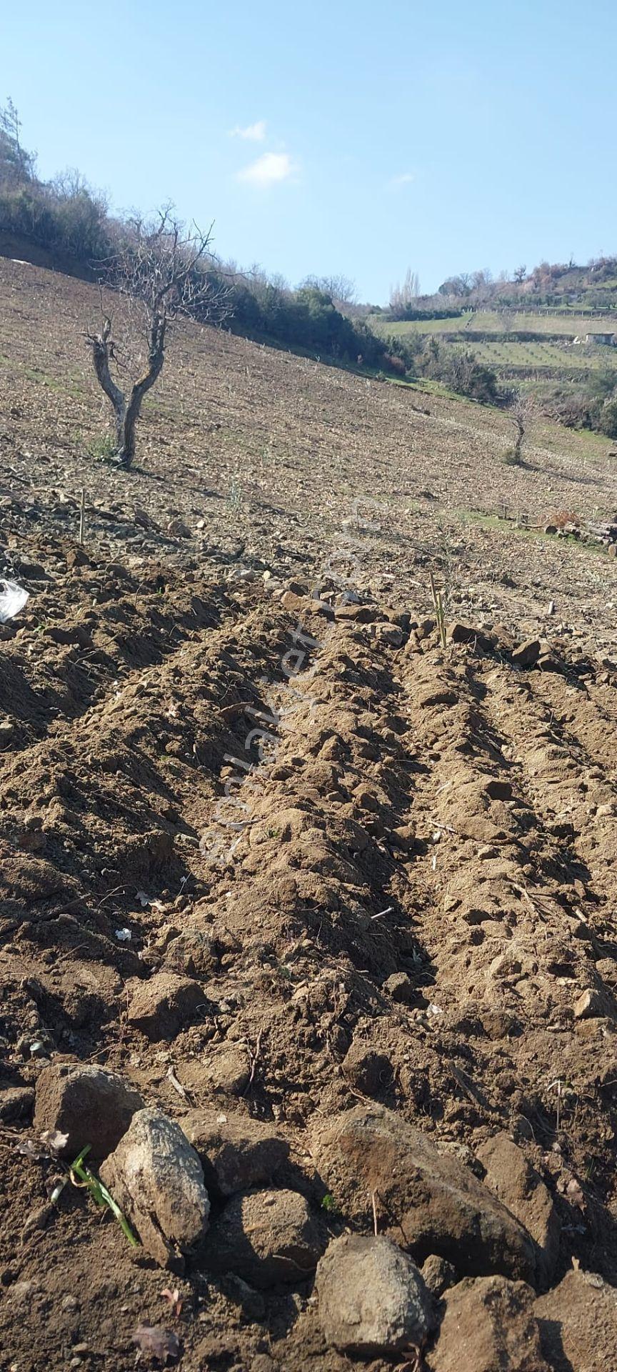 400 Ağaçlık Zeytinlik - Görsel 14