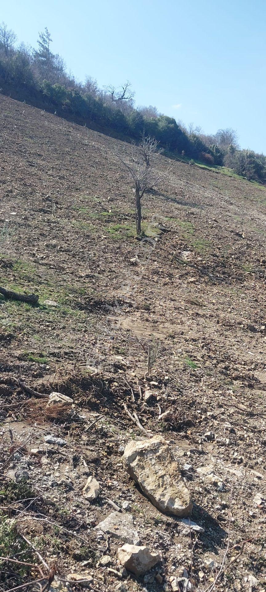 400 Ağaçlık Zeytinlik - Görsel 10