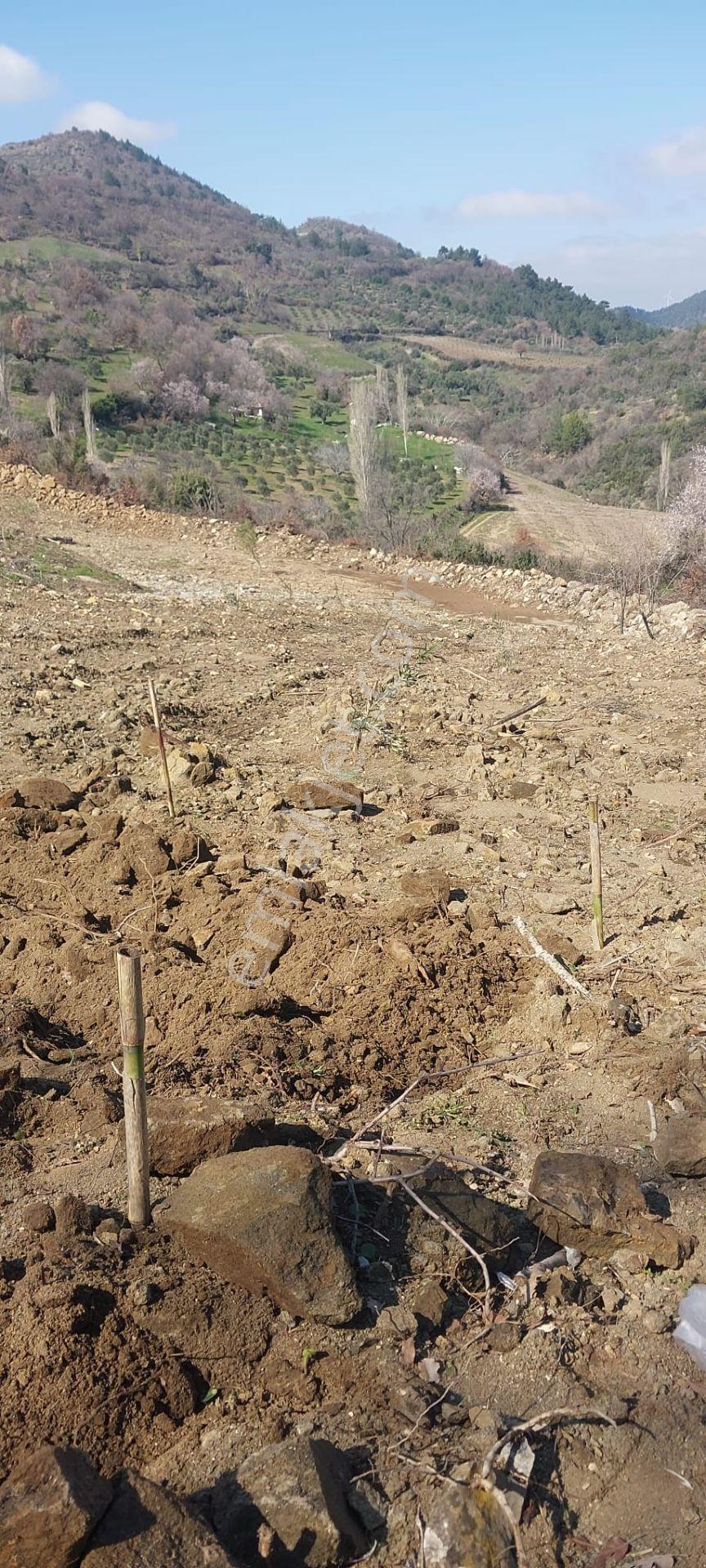 400 Ağaçlık Zeytinlik - Görsel 13