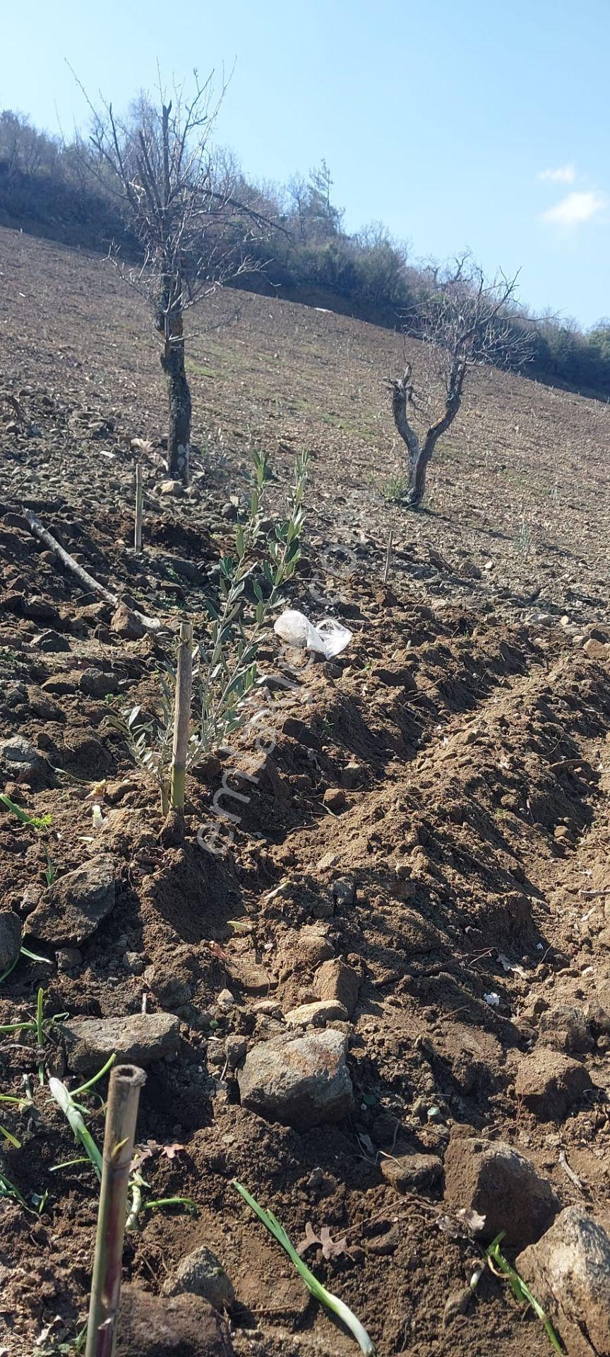 400 Ağaçlık Zeytinlik - Görsel 15