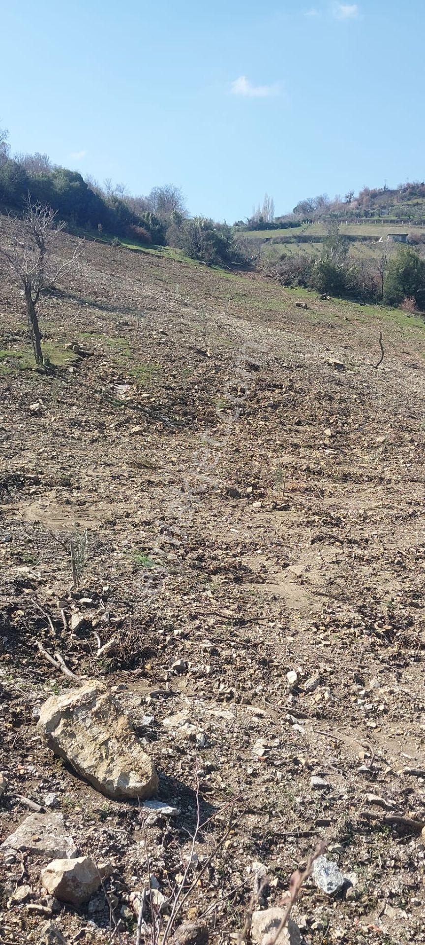 400 Ağaçlık Zeytinlik - Görsel 12