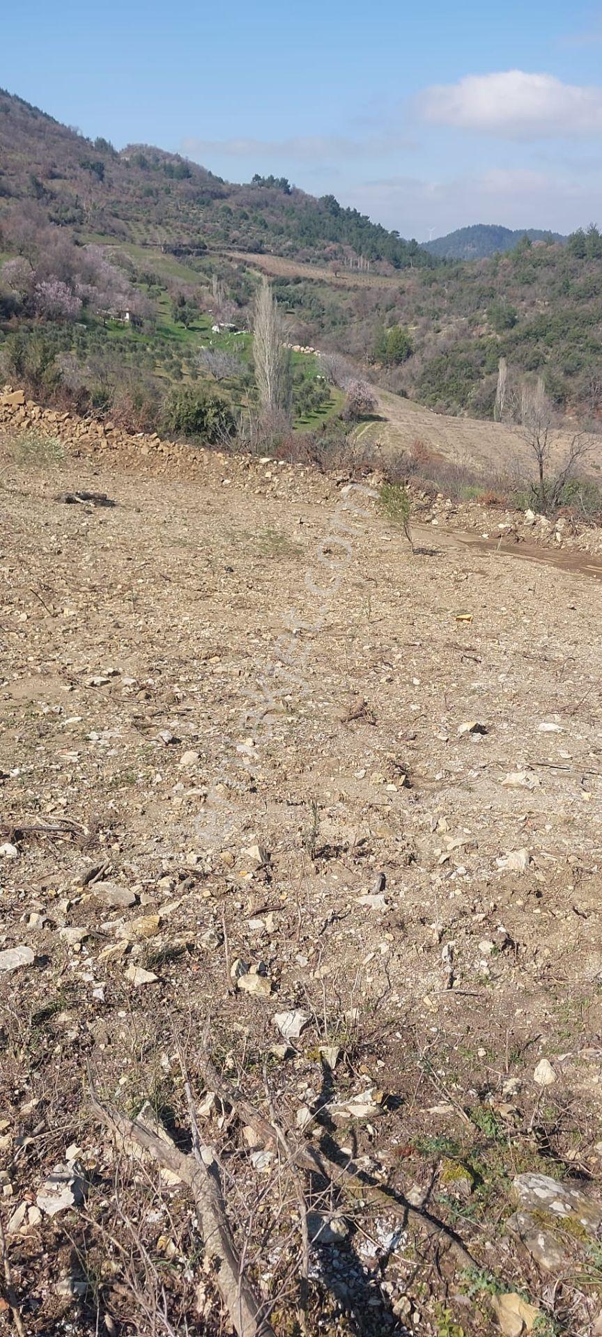 400 Ağaçlık Zeytinlik - Görsel 11