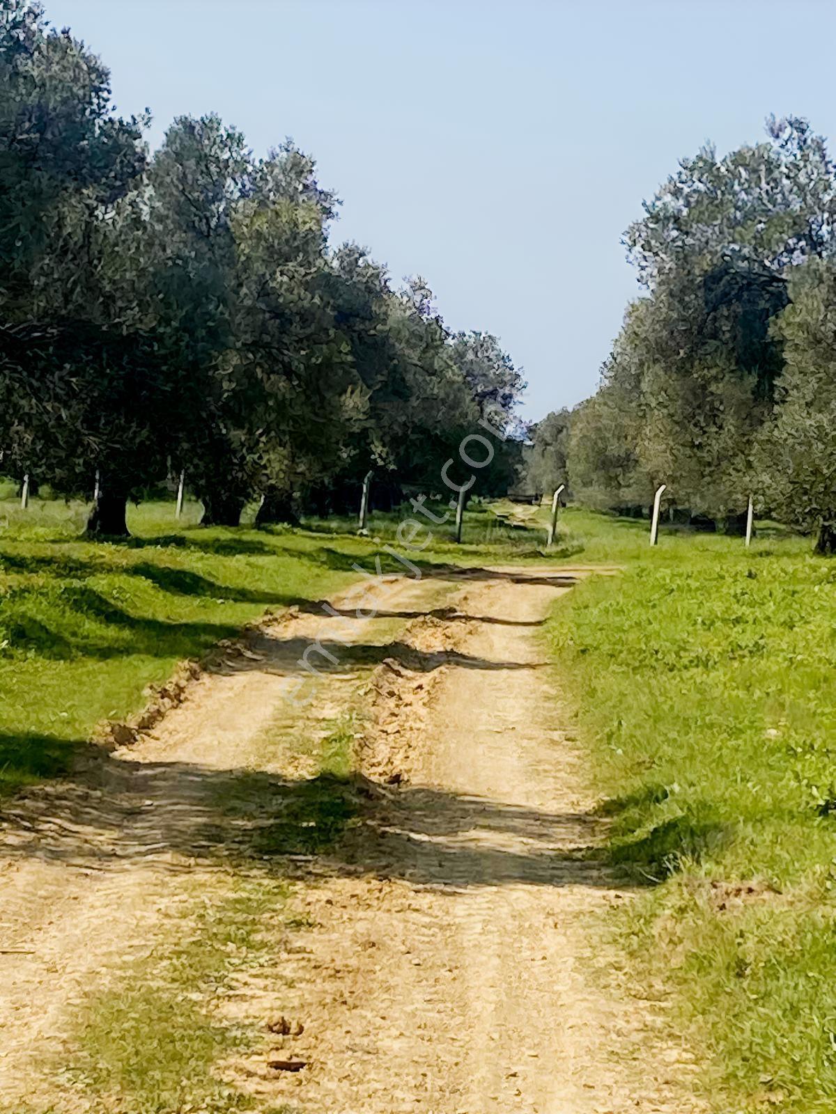 Prestijden Gömeç Merkeze 1.5 Km Mesafede 5000 Mk Zeytinlik - Görsel 3