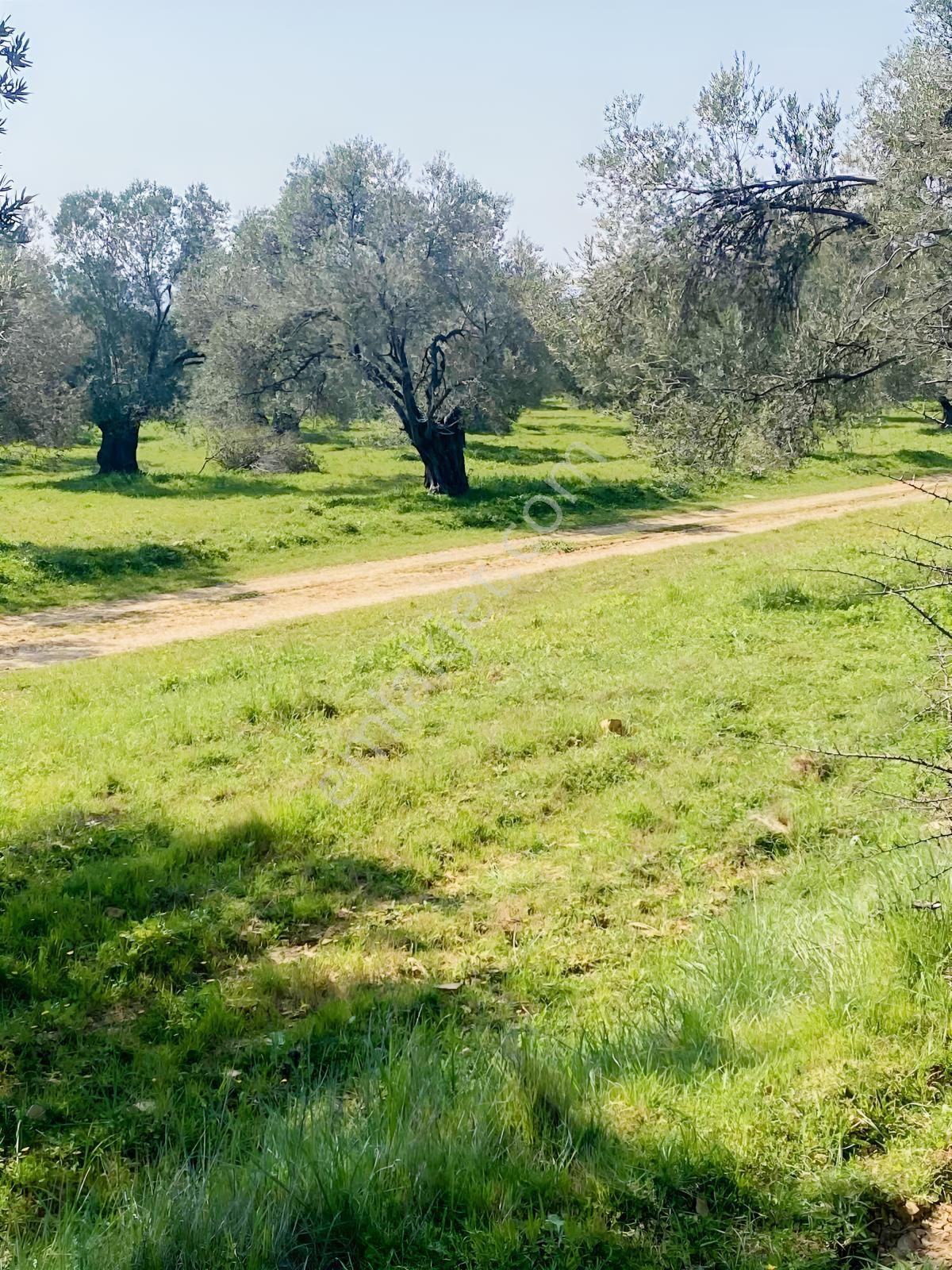 Prestijden Gömeç Merkeze 1.5 Km Mesafede 5000 Mk Zeytinlik - Görsel 8