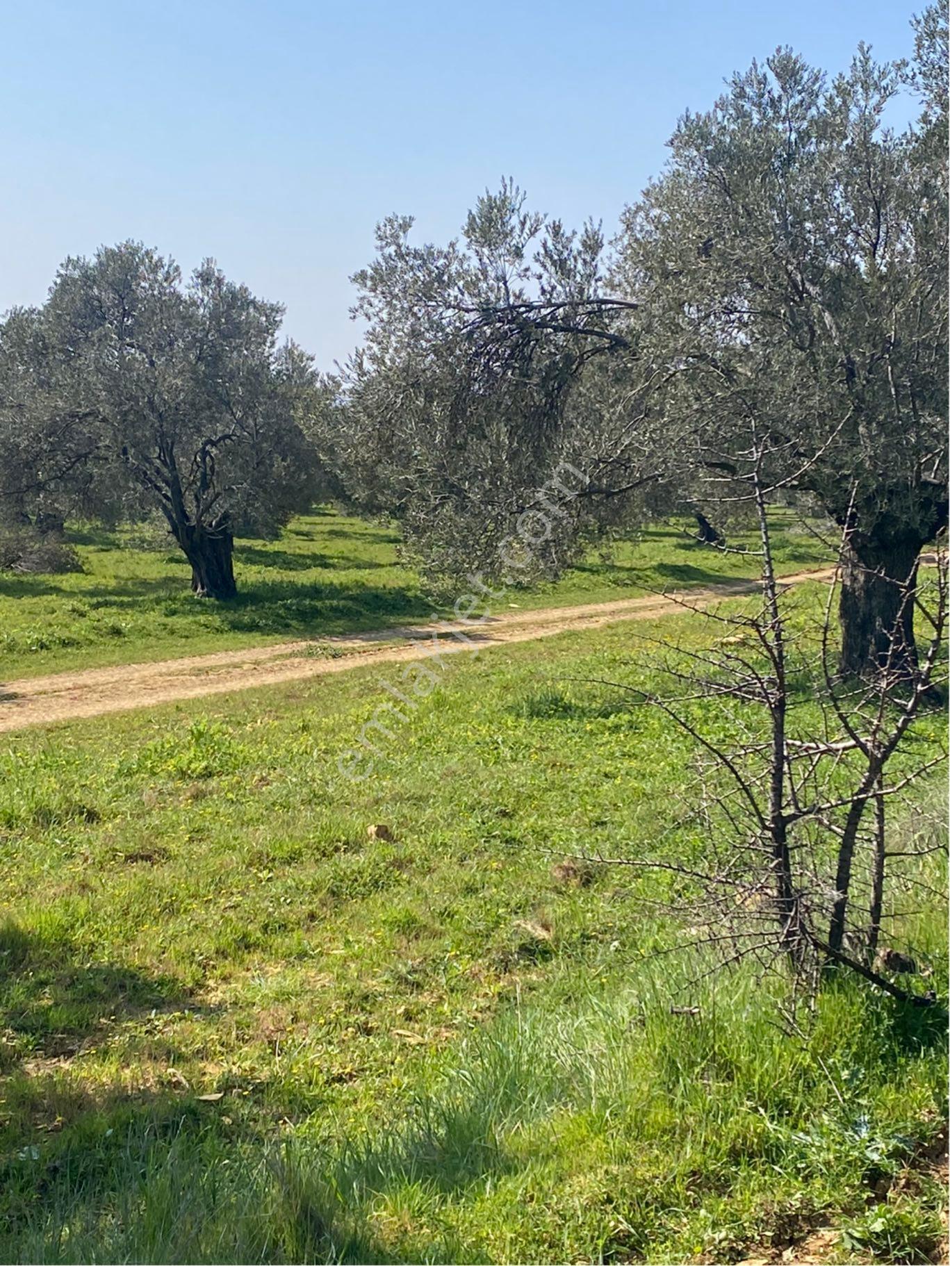 Prestijden Gömeç Merkeze 1.5 Km Mesafede 5000 Mk Zeytinlik - Görsel 21