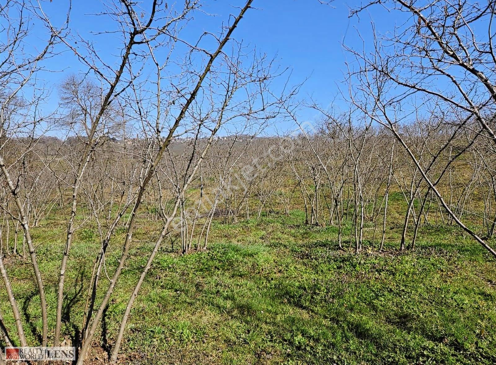Kaynarca Arifağa Köyünde %5 İmarlı Fındık Bahçesi Fırsat Arazi - Görsel 19
