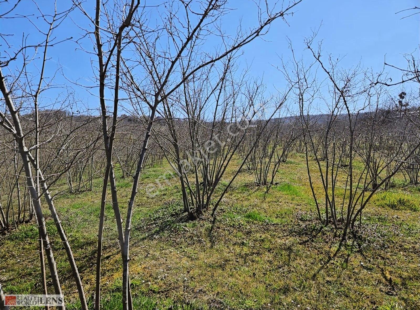 Kaynarca Arifağa Köyünde %5 İmarlı Fındık Bahçesi Fırsat Arazi - Görsel 18