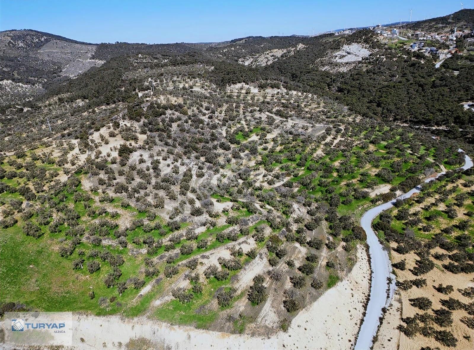 Turyaptan Fırsat'aliağa Aşağışakran 26.889m2 Satılık Zeytinlik - Görsel 2