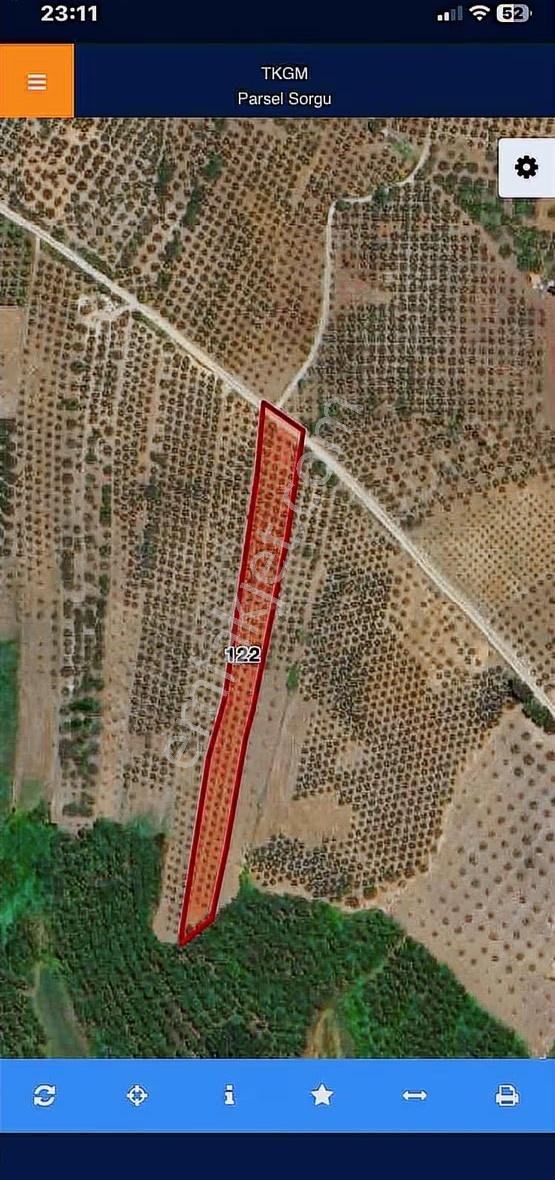 Dedeköyde Asfalt Yola Cephe Yatırmlık Zeytinlik - Görsel 5