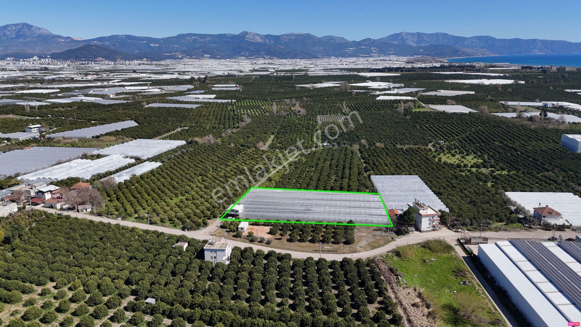 Antalya Finike Hasyurt 5.100 M2 Sera Ve İşçi Evi Satılıktır - Görsel 14