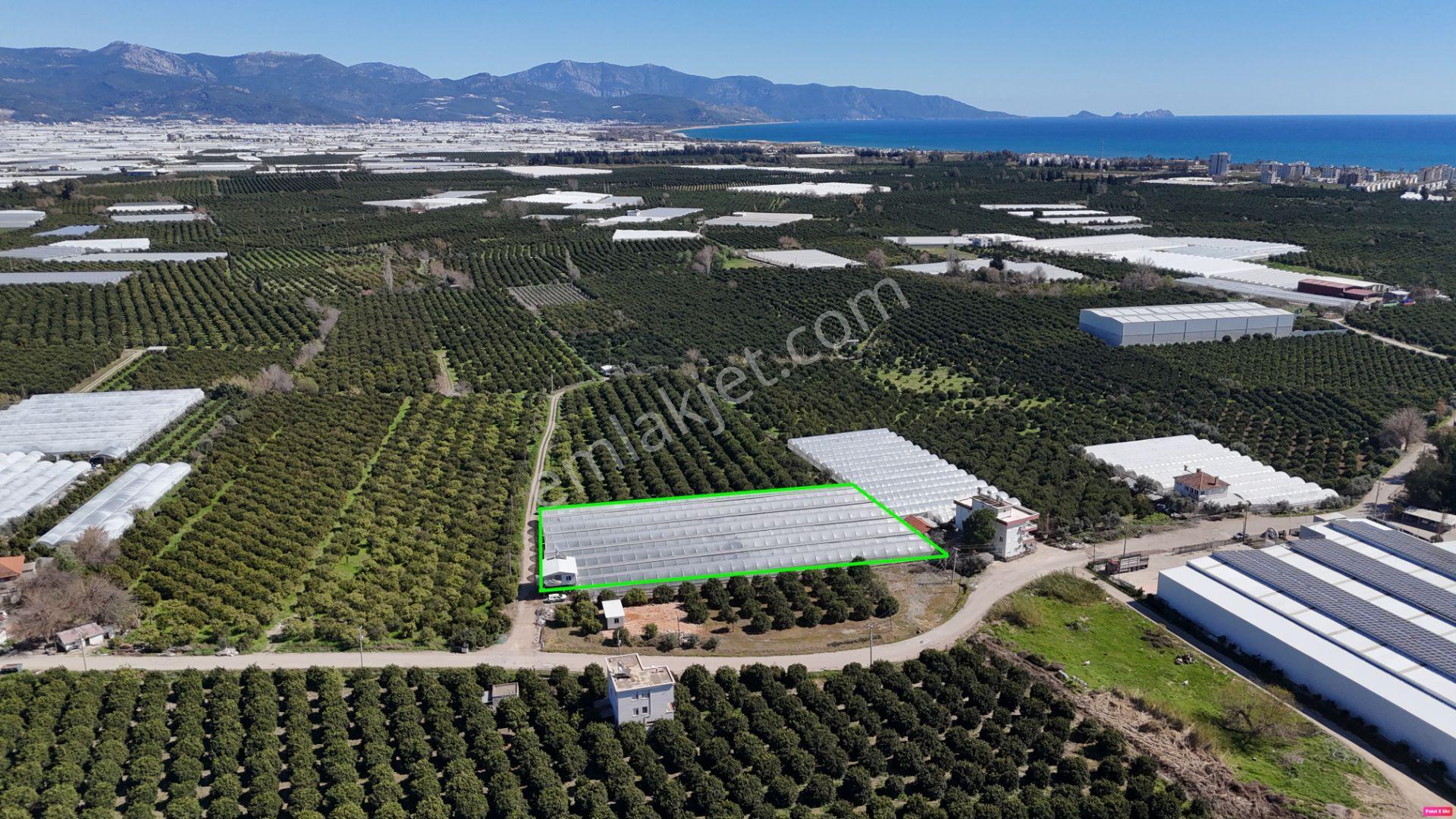 Antalya Finike Hasyurt 5.100 M2 Sera Ve İşçi Evi Satılıktır - Görsel 16