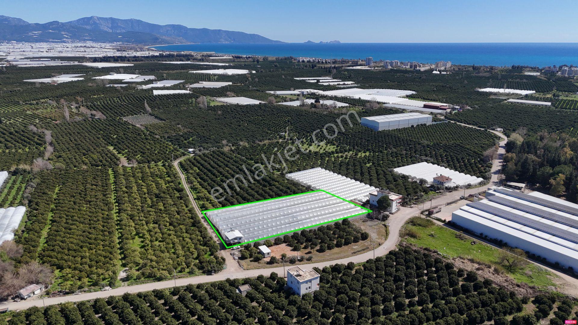 Antalya Finike Hasyurt 5.100 M2 Sera Ve İşçi Evi Satılıktır - Görsel 17