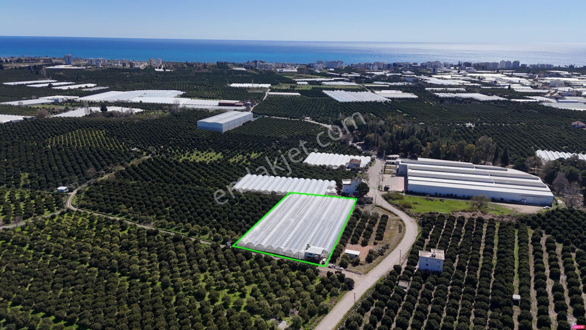 Antalya Finike Hasyurt 5.100 M2 Sera Ve İşçi Evi Satılıktır - Görsel 21