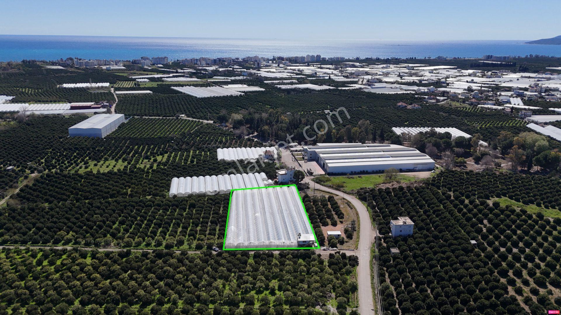 Antalya Finike Hasyurt 5.100 M2 Sera Ve İşçi Evi Satılıktır - Görsel 23
