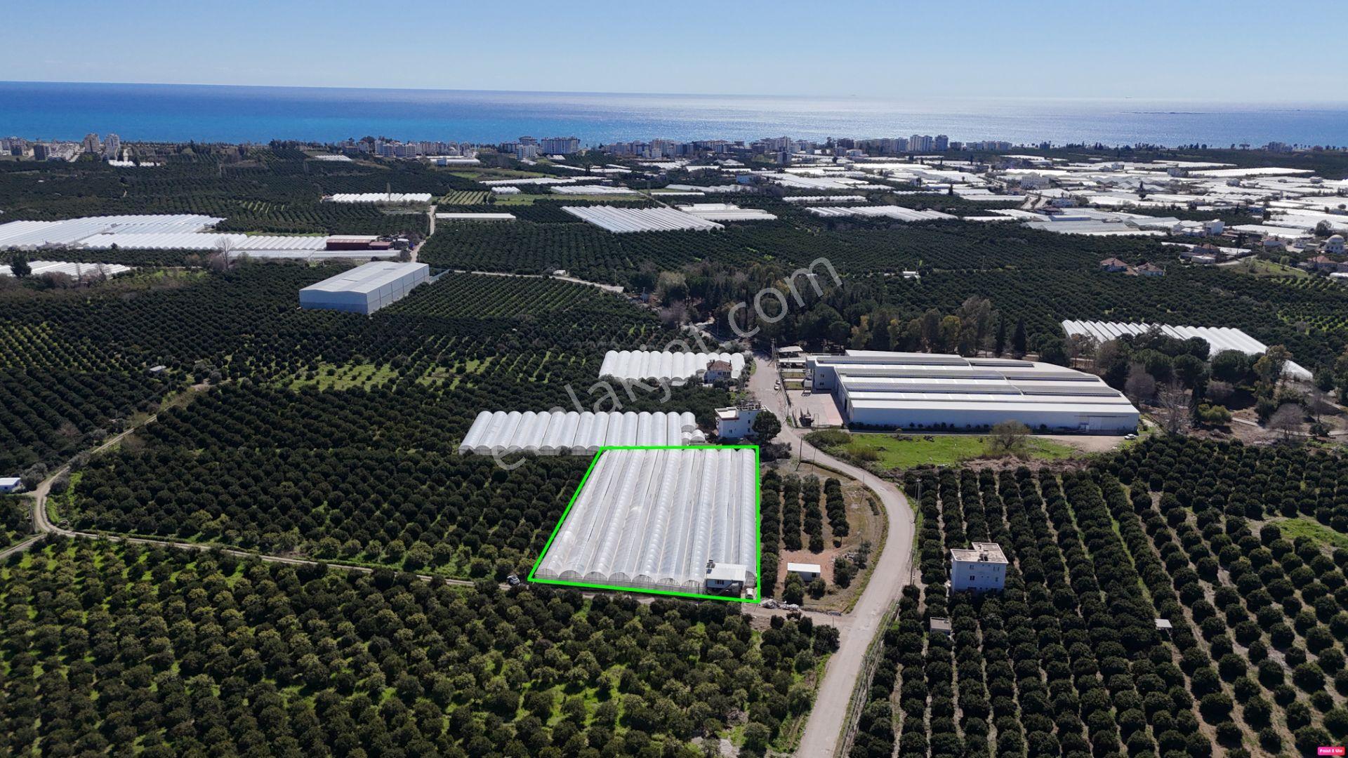 Antalya Finike Hasyurt 5.100 M2 Sera Ve İşçi Evi Satılıktır - Görsel 22