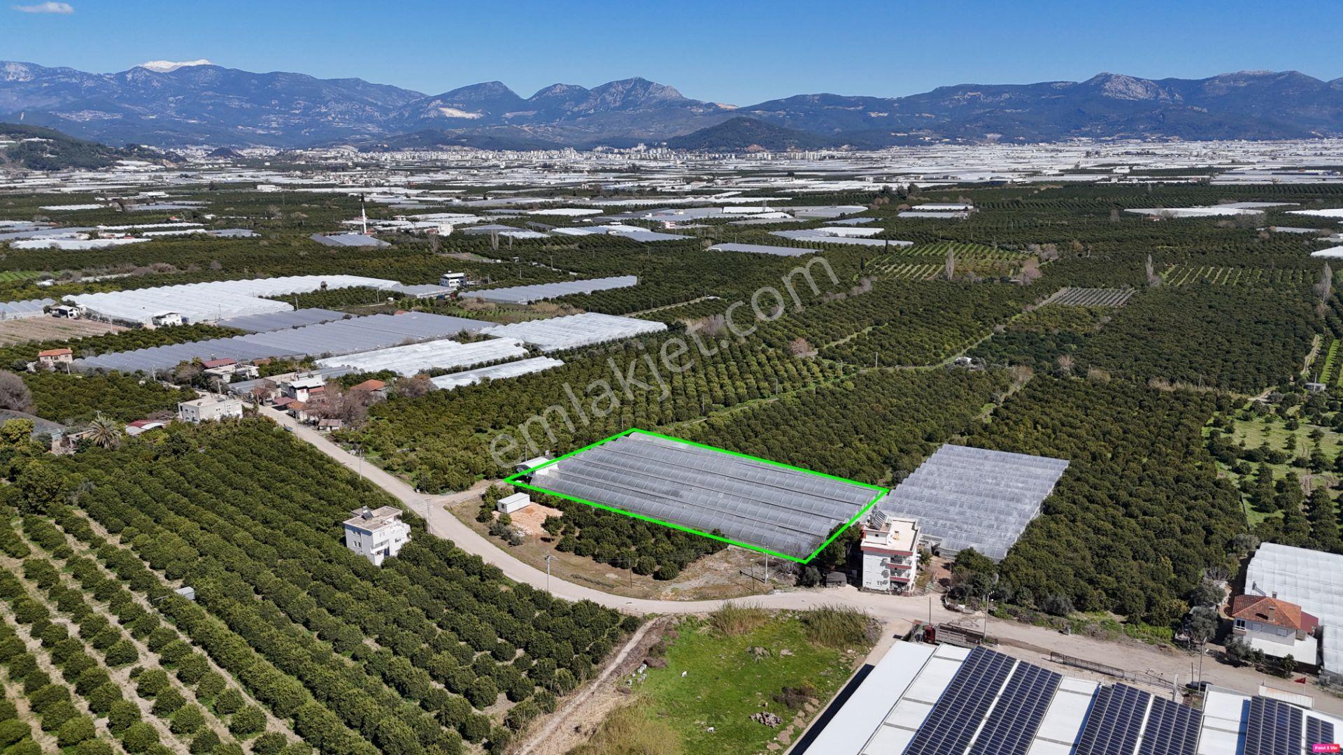 Antalya Finike Hasyurt 5.100 M2 Sera Ve İşçi Evi Satılıktır - Görsel 12