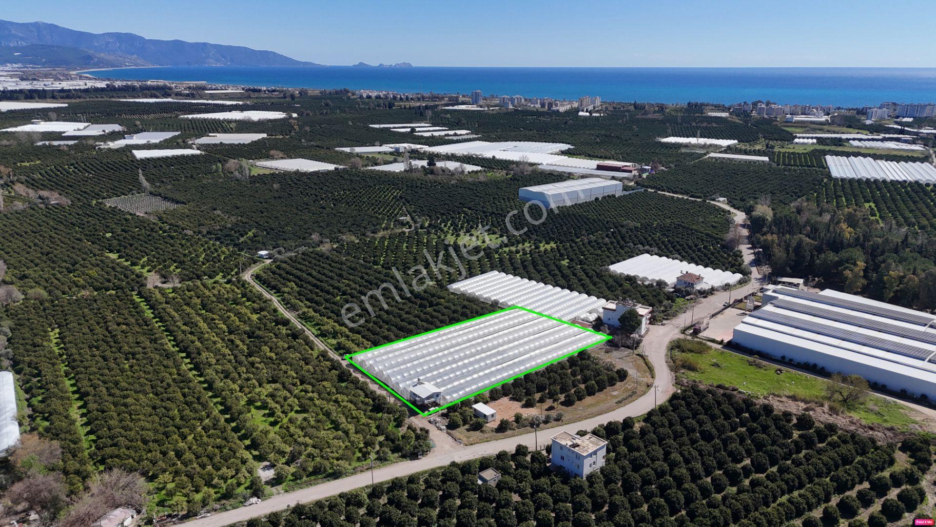 Antalya Finike Hasyurt 5.100 M2 Sera Ve İşçi Evi Satılıktır - Görsel 18