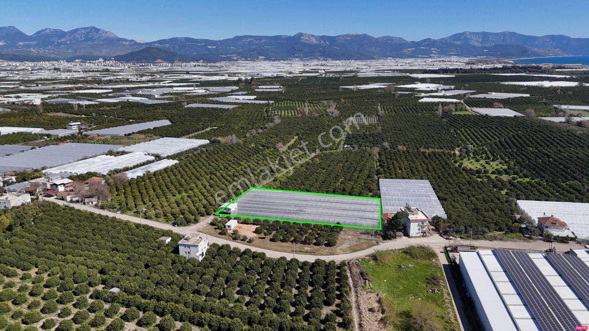 Antalya Finike Hasyurt 5.100 M2 Sera Ve İşçi Evi Satılıktır - Görsel 13