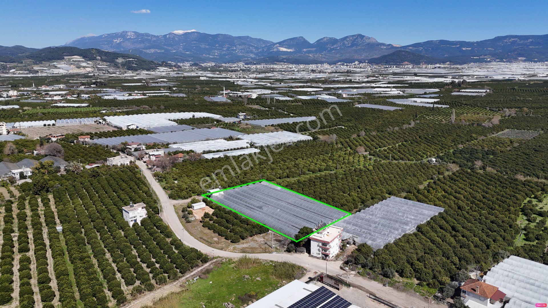 Antalya Finike Hasyurt 5.100 M2 Sera Ve İşçi Evi Satılıktır - Görsel 11