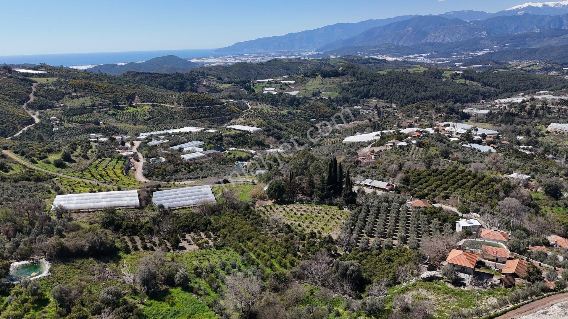 Antalya Kumluca Erentepe Mah. Satılık Narenciye Bahçesi - Görsel 2