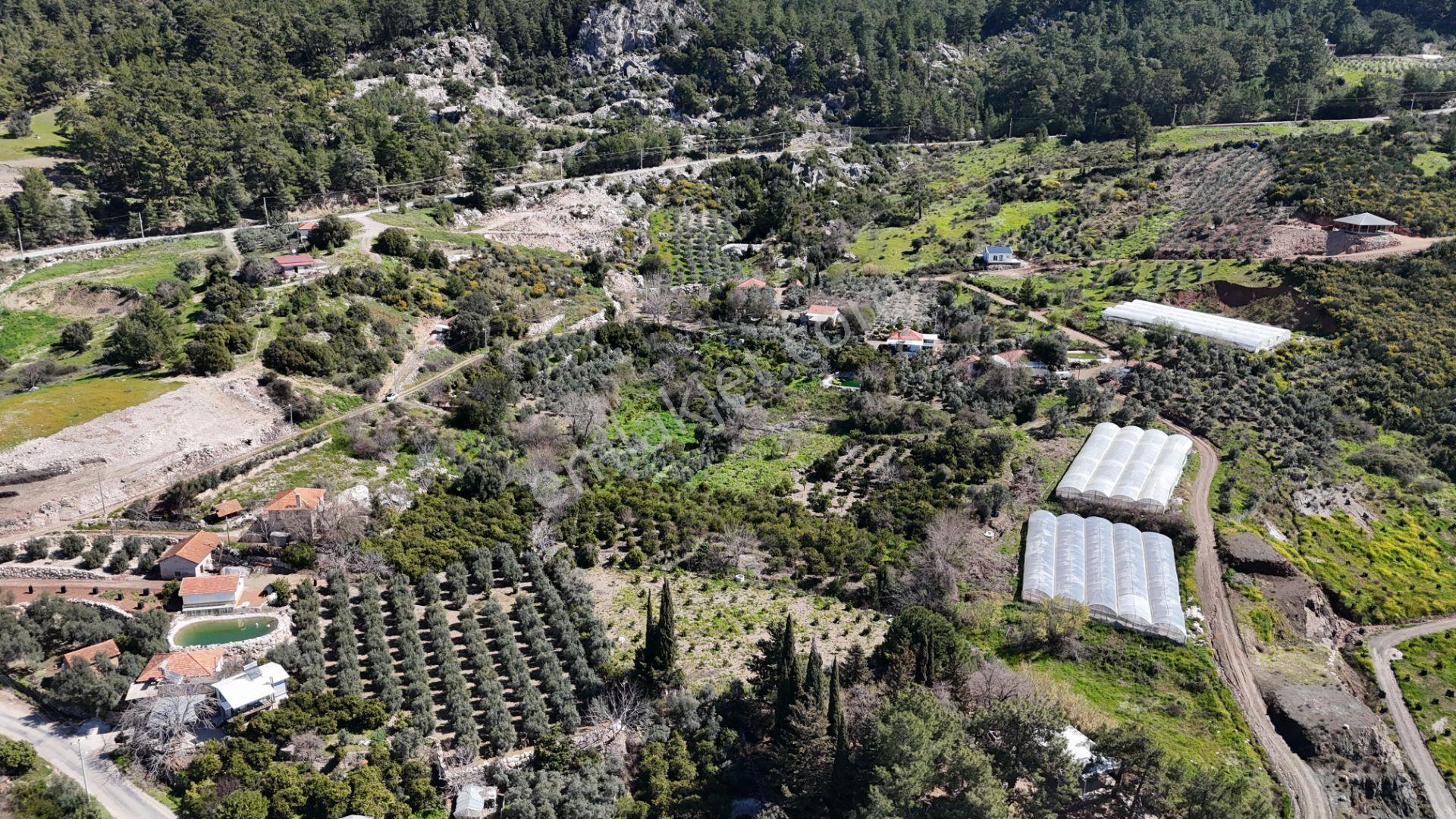 Antalya Kumluca Erentepe Mah. Satılık Narenciye Bahçesi - Görsel 13