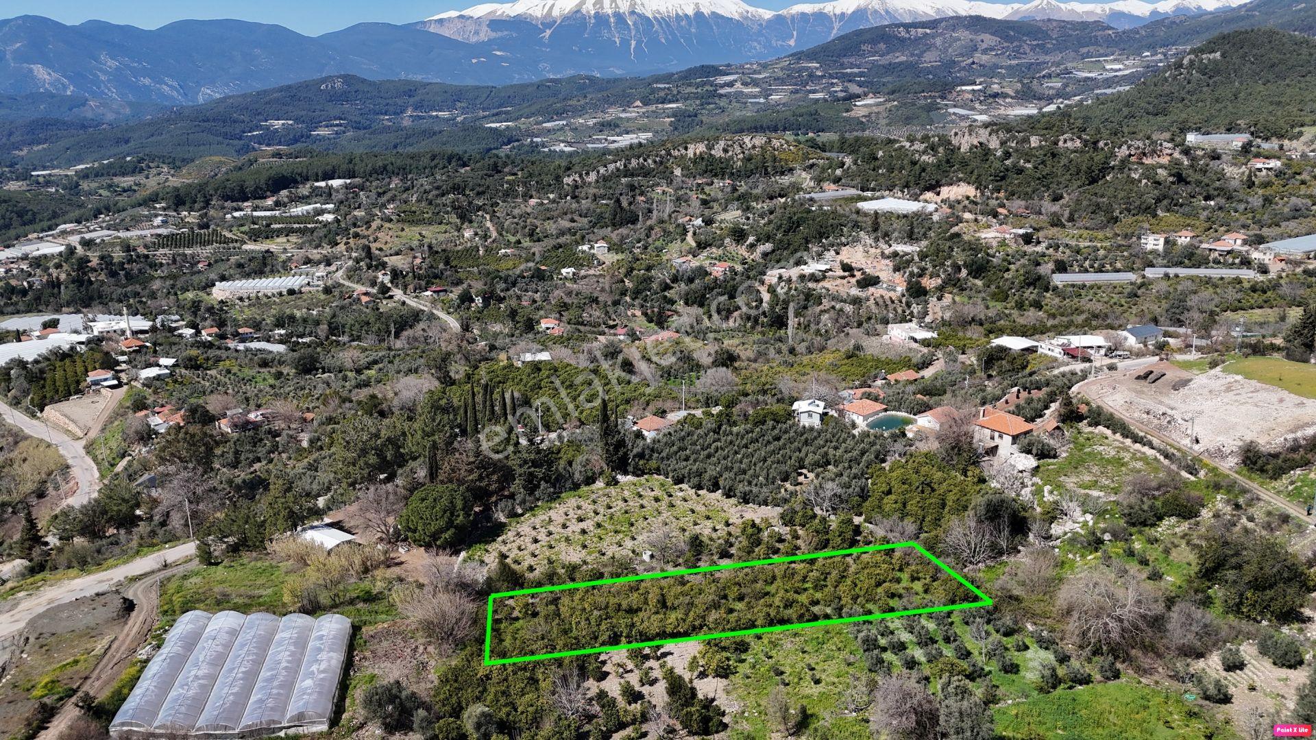 Antalya Kumluca Erentepe Mah. Satılık Narenciye Bahçesi - Görsel 5