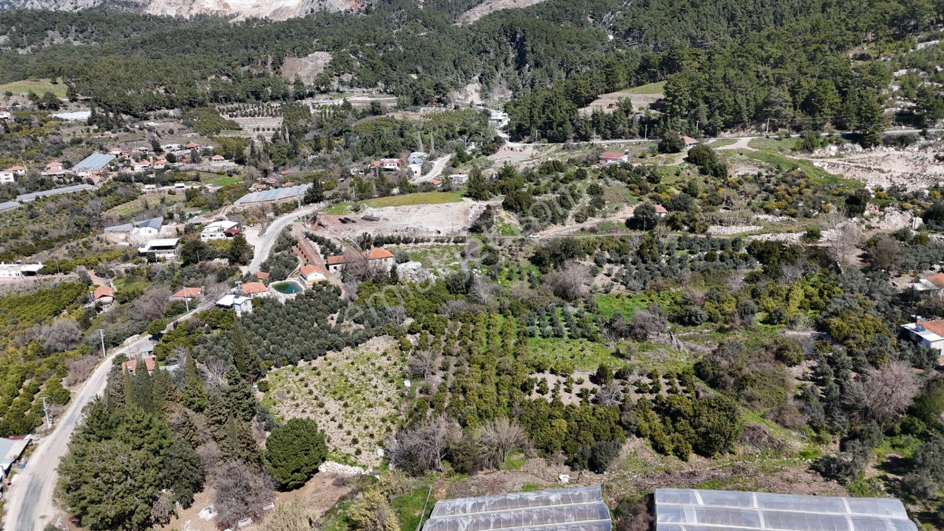 Antalya Kumluca Erentepe Mah. Satılık Narenciye Bahçesi - Görsel 8