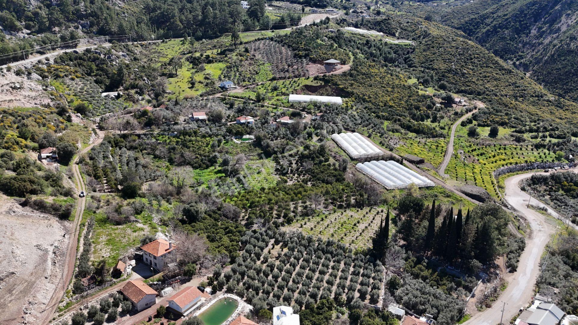 Antalya Kumluca Erentepe Mah. Satılık Narenciye Bahçesi - Görsel 15