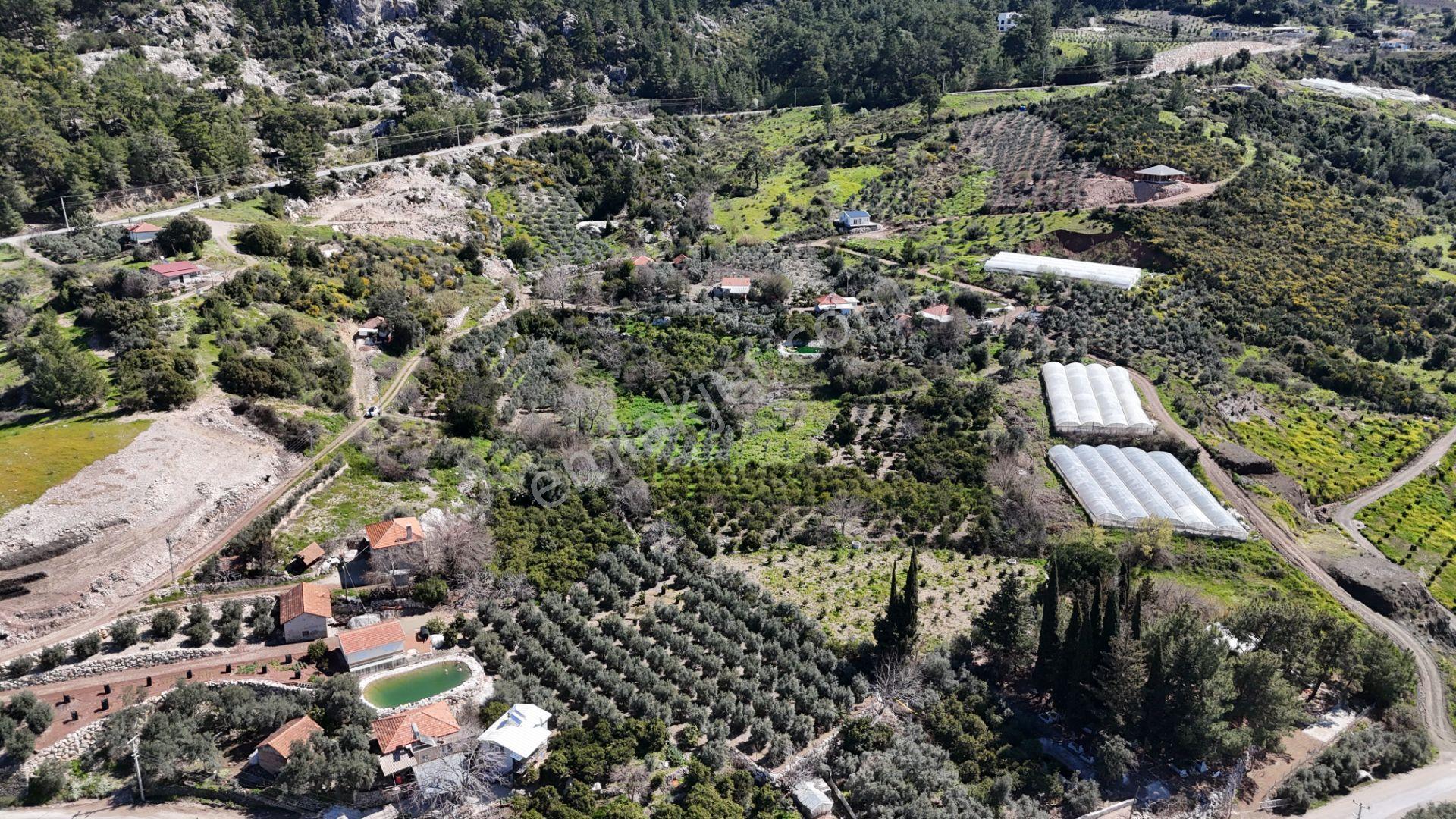 Antalya Kumluca Erentepe Mah. Satılık Narenciye Bahçesi - Görsel 14