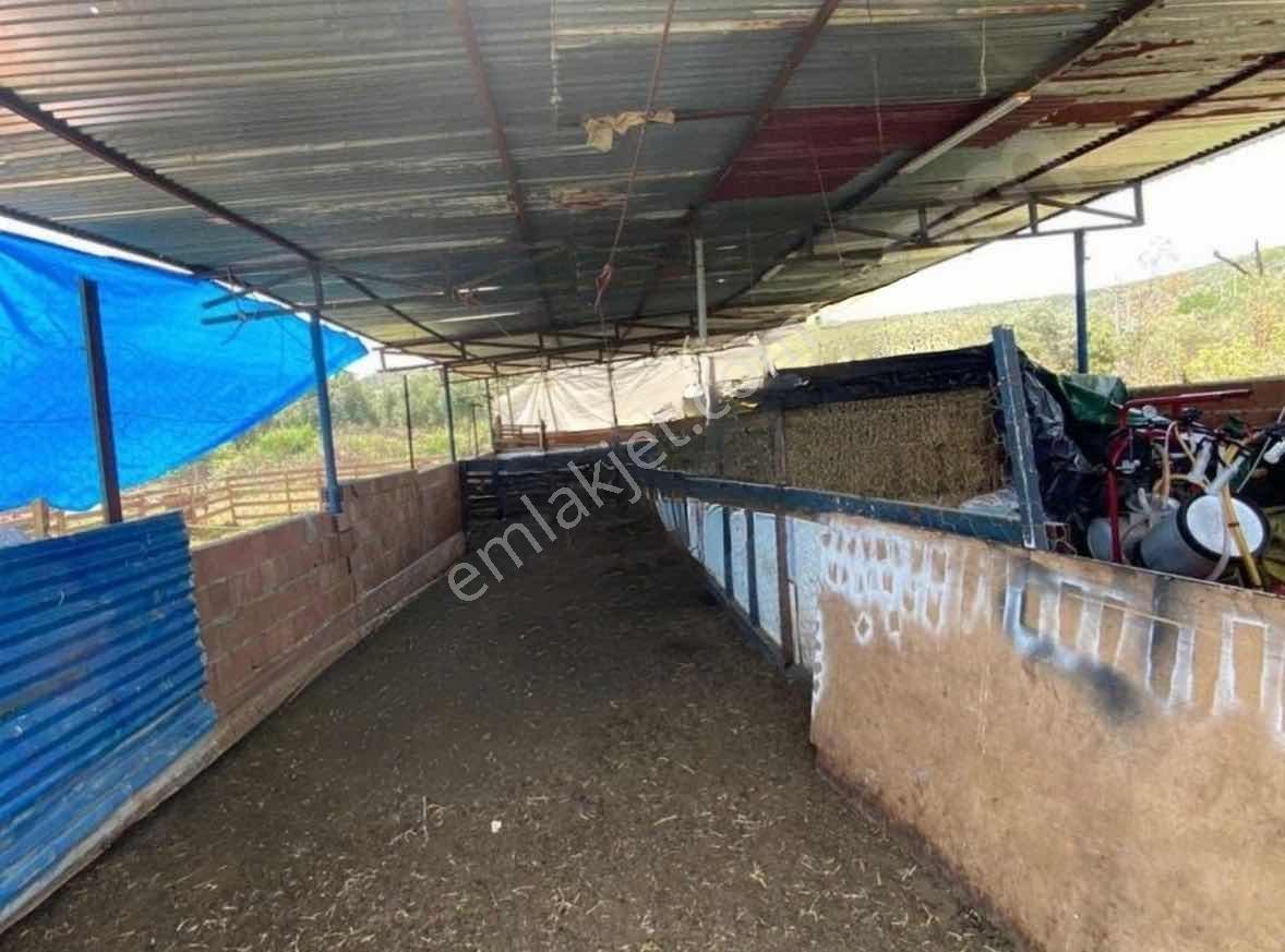 Işıklar Köyünde Merkezde 1.580 M2 İşletmeciliğe Uygun Çiftlik - Görsel 8