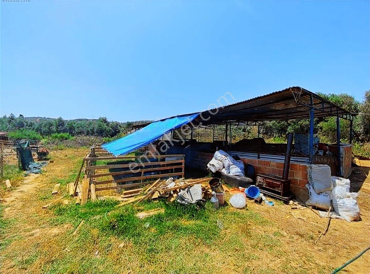 Işıklar Köyünde Merkezde 1.580 M2 İşletmeciliğe Uygun Çiftlik - Görsel 7