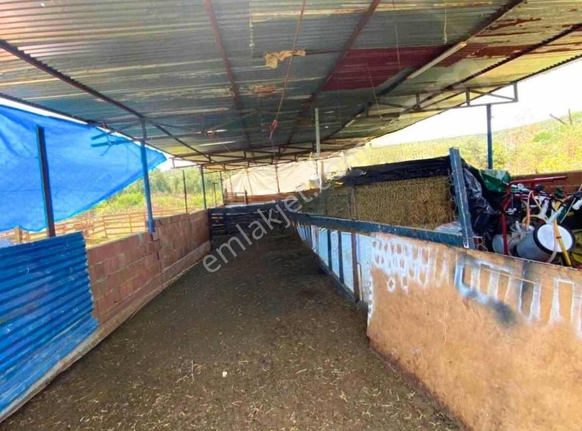 Işıklar Köyünde Merkezde 1.580 M2 İşletmeciliğe Uygun Çiftlik - Görsel 14