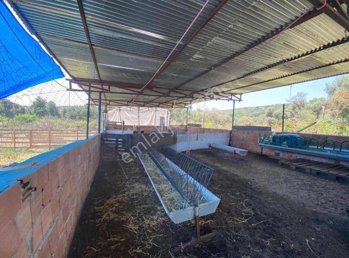 Işıklar Köyünde Merkezde 1.580 M2 İşletmeciliğe Uygun Çiftlik - Görsel 3