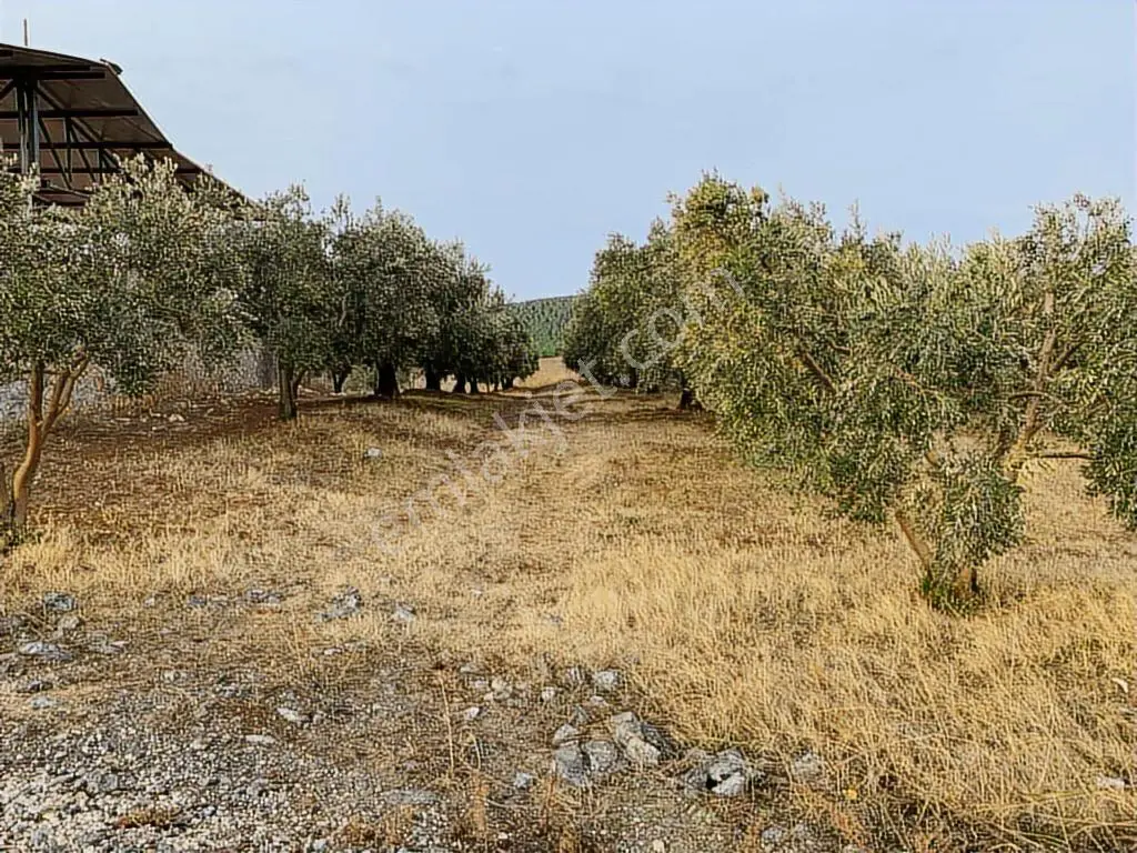Mudanya Yalıçiftlik'te Kapitalden 4500 M2 Tarla