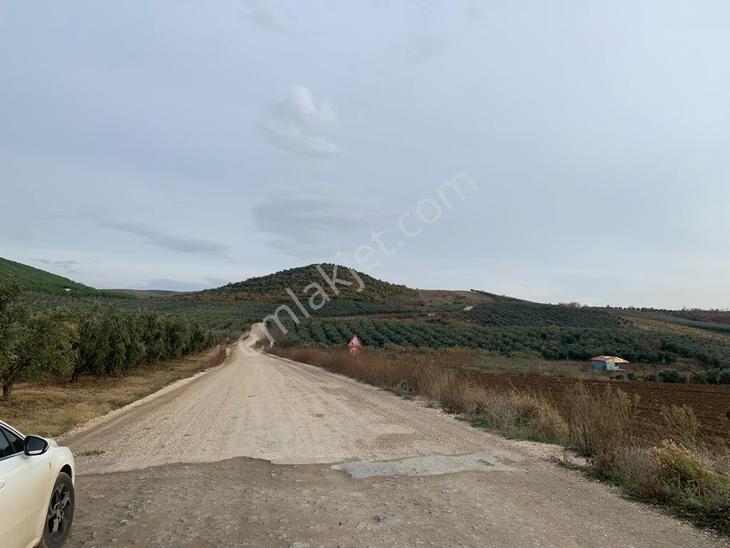 Mudanya Yalıçiftlik'te Kapitalden 4500 M2 Tarla - Görsel 19