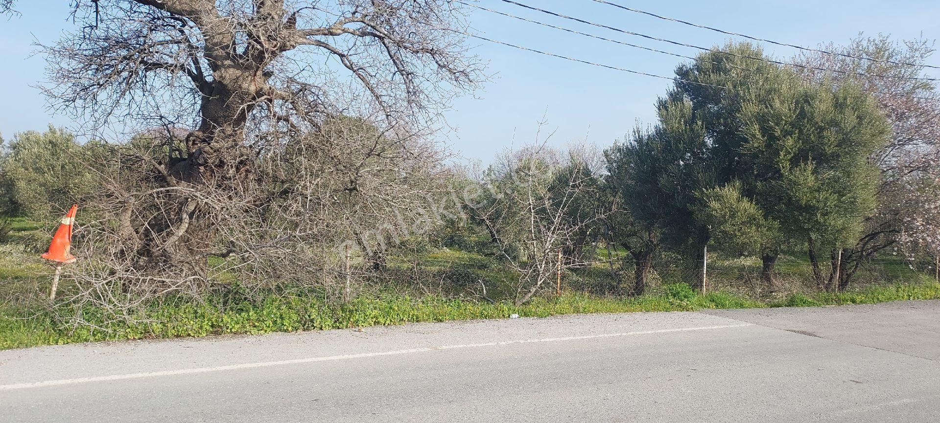 İzmir Aliağa Ekka Emlak Tan Güzelhisar Asfaltı Üzerinde 2750m2 - Görsel 3