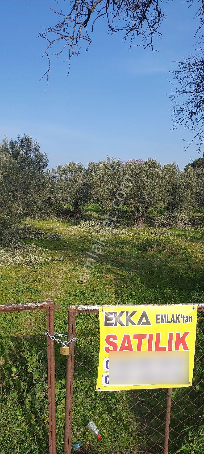 İzmir Aliağa Ekka Emlak Tan Güzelhisar Asfaltı Üzerinde 2750m2