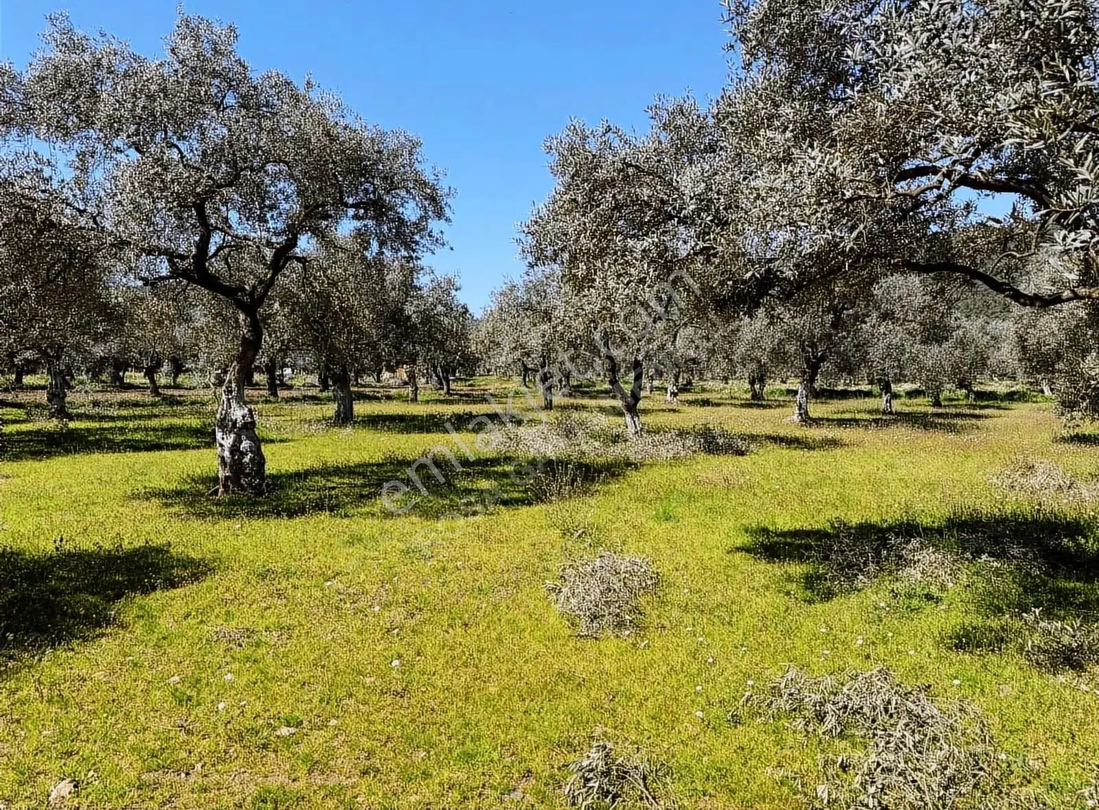 Rosa Gayrimenkul'den 1.963 M² Satılık Zeytin Bahçesi