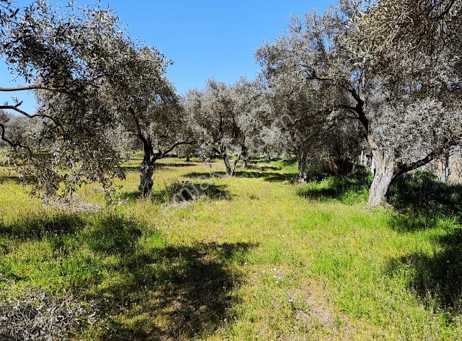 Rosa Gayrimenkul'den 1.963 M² Satılık Zeytin Bahçesi - Görsel 4
