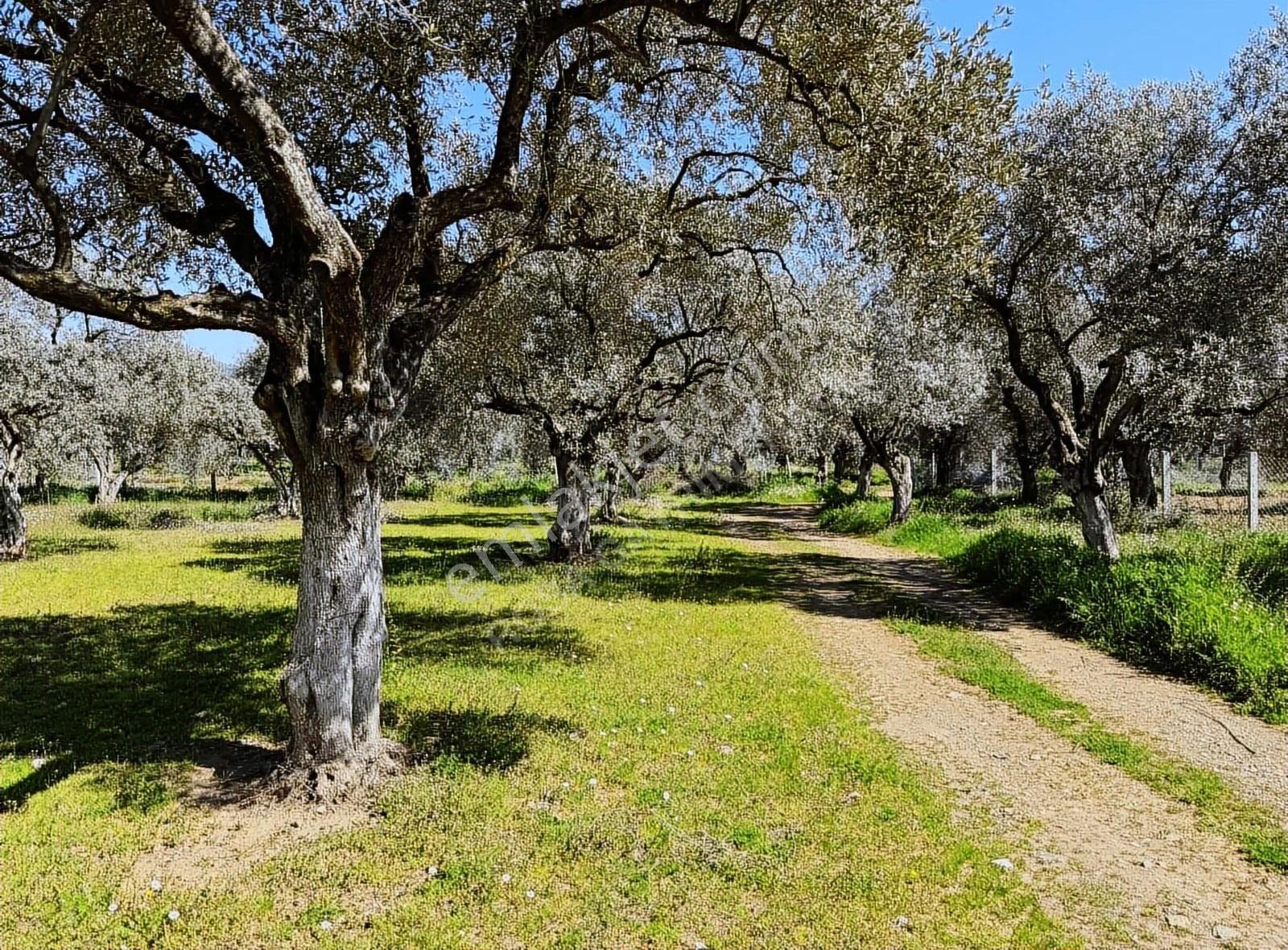 Rosa Gayrimenkul'den 1.963 M² Satılık Zeytin Bahçesi - Görsel 3