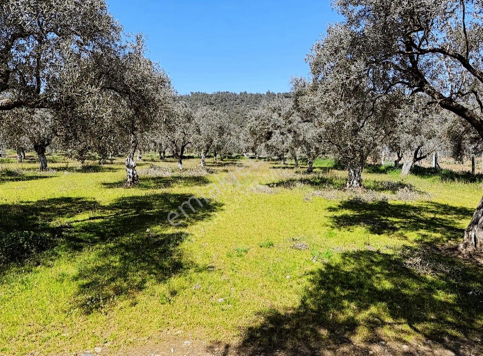 Rosa Gayrimenkul'den 1.963 M² Satılık Zeytin Bahçesi - Görsel 11